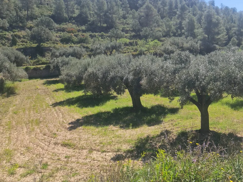 Landejendom i Mora D'ebre, Tarragona - foto 4